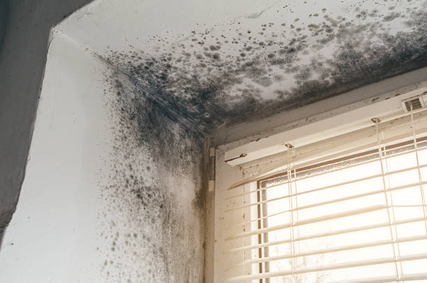 Affordable Attic Mold Remediation solutions in Miami, FL